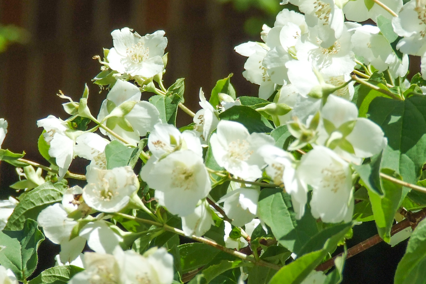Cheyenne Mock Orange